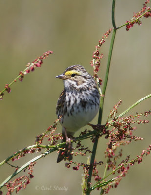 SavannahSparrow0395.jpg