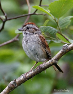 Swamp Sparrow0062.jpg