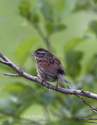 SwampSparrow0086.jpg