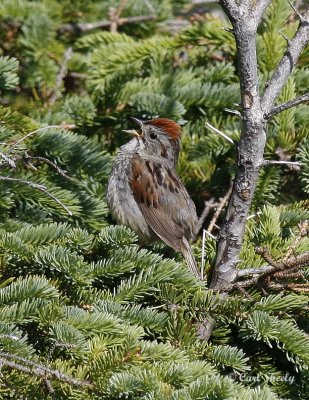SwampSparrow0728.tif