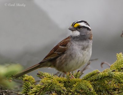 WhiteThroatedSparrow-09jpg.jpg