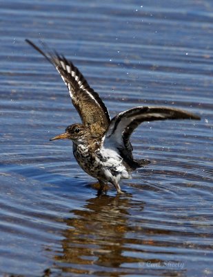 SpottedSandpiper0591.tif
