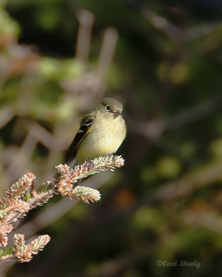 Yellow-bellied Flycatcher0269.jpg