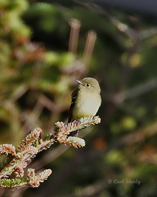 Yellow-bellied Flycatcher-2.jpg