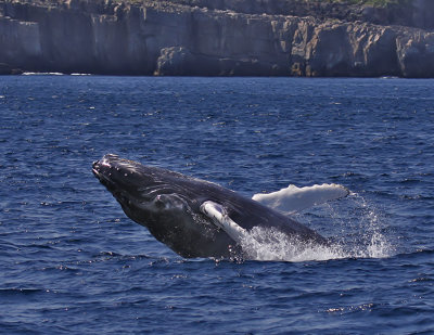 HumpbackWhale.jpg