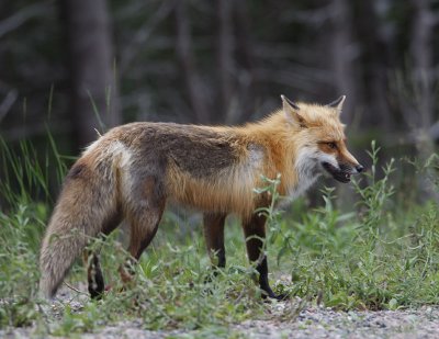 RedFox0796.jpg