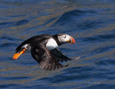 AtlanticPuffin1131.jpg