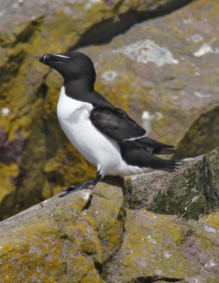 Razorbill