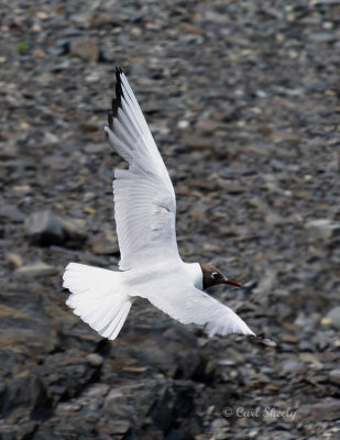 BlackHeadedGull0845.jpg