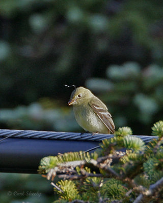 Yellow-bellied Flycatcher-4.jpg