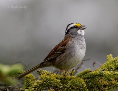 White-throated Sparrow-2.jpg