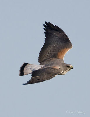 White-tailed Hawk-1.jpg