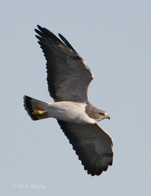 White-tailed Hawk-2.jpg