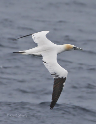 Northern Gannet-11.jpg