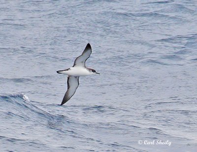 Manx Shearwater-1.jpg