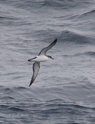 Manx Shearwater-2.jpg