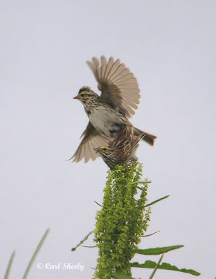 Savannah Sparrows.jpg