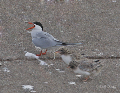 Common Terns.jpg