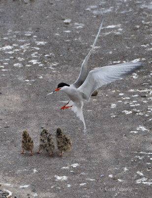 Common Terns-2.jpg
