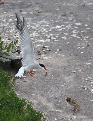 Common Terns-3.jpg