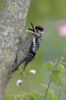 Yellow-bellied Sapsucker-3.jpg