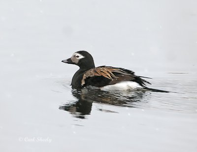 Long-tailed Duck6725.jpg