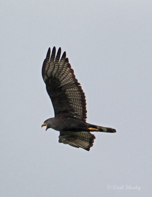 Zone-tailedHawk8166.jpg