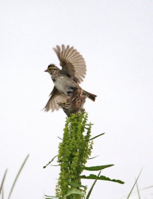 Savanah Sparrows.jpg