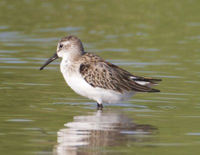 Western Sandpiper0122.jpg