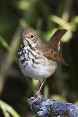 Hermit Thrush