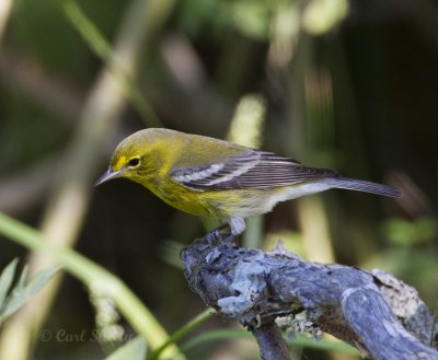 Pine Warbler1313.jpg