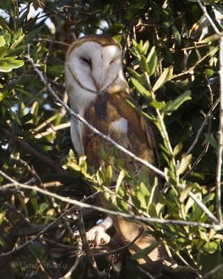 Barn Owl1457.jpg