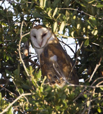 Barn Owl1447.jpg