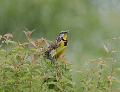 EastMeadowlark-2895.tif