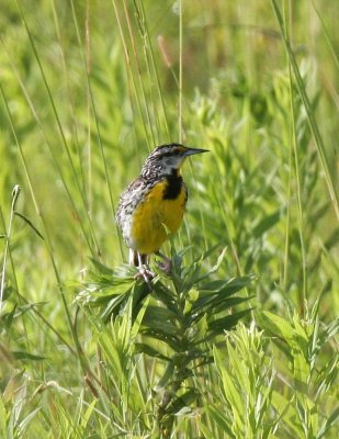 EastMeadowlark-2904.tif