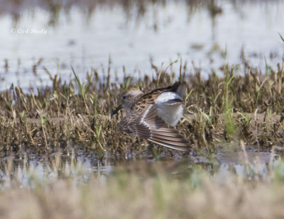 White-rumped Sandpiper-8.jpg