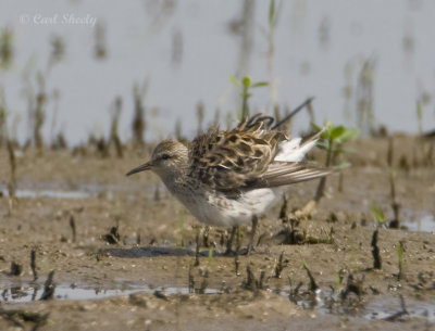 White-rumped Sandpiper-4.jpg