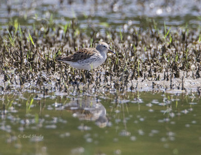 White-rumped Sandpiper-6.jpg