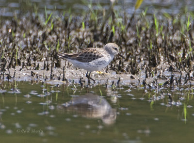 White-rumped Sandpiper-5.jpg