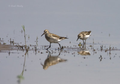 White-rumped Sandpiper-2.jpg