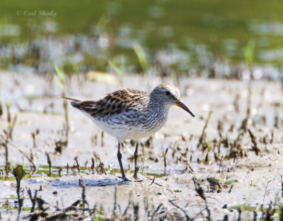 White-rumped Sandpiper-1.jpg