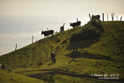 Vayang Rolling Hills D700_09508 copy.jpg