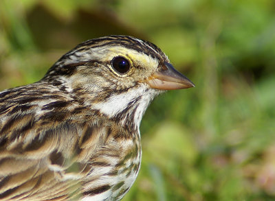 Portrait of a Savannah Sparrow