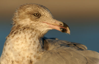 Portrait of a young Herring Gull