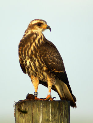 Snail Kite