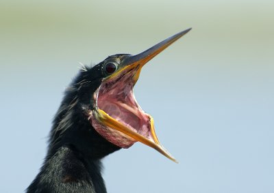 Why Anhingas can swallow fish whole!