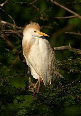 Perched in the cypress