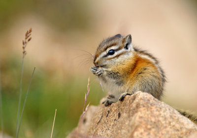 Least Chipmunk II