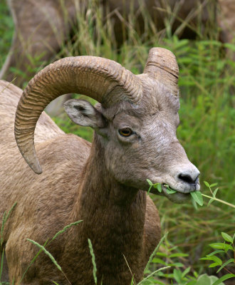 Bighorn Sheep