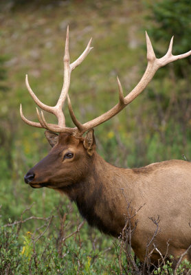 Portrait of an adult bull Elk
